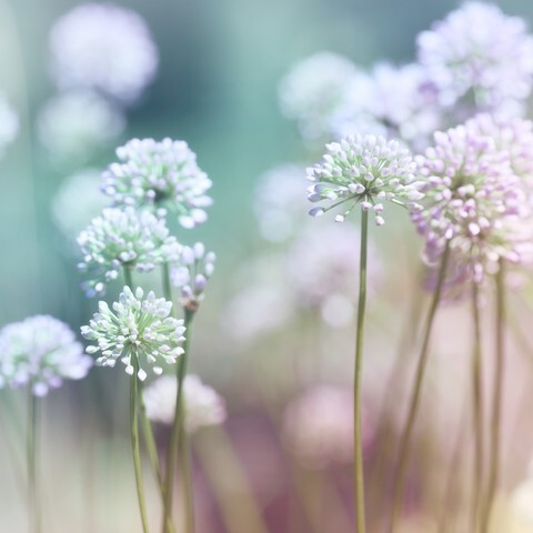 Flowering Onion
